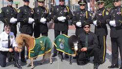 Miniature Horses Are New Type Of Therapy Animal Instructional Video