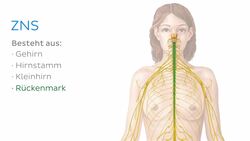 Was ist das Nervensystem? Instructional Video