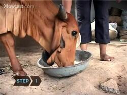 How to Milk a Cow Instructional Video
