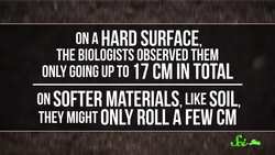 Reinventing the Wheel: 5 Species That Roll Instructional Video