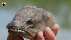 Ancient Fish had NEEDLE LIKE Teeth! Instructional Video