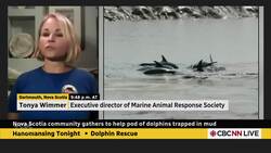 Nova Scotia community rescues pod of dolphins trapped in mud | Hanomansing Tonight News Clip