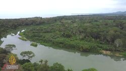 Costa Rica research finds antibiotic-producing bacteria in sloth News Clip