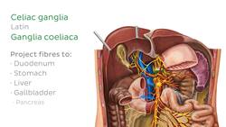 Innervation of the small intestine Instructional Video
