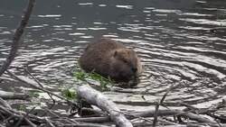Glacier National Park - Beaver Instructional Video