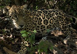 Sombras en la selva tropical Instructional Video