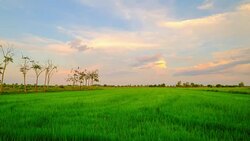 Time laps of field and sky Stock Footage