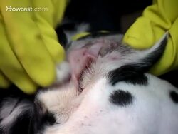 How to Clean a Dog's Ears Instructional Video