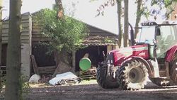 CLEAN : Belgian pig farmers worried about African swine fever outbreak News Clip