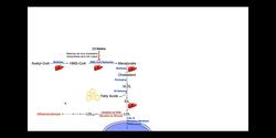 Cardiac Pharmacology [Part 1] Statins & Diabetics Drugs Instructional Video