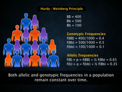 Hardy-Weinberg Principle Instructional Video
