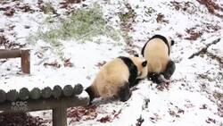 Panda twins frolic in snow after historic storm hits Seoul News Clip