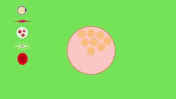 BIOLOGY - Genetics - Stem Cells Instructional Video