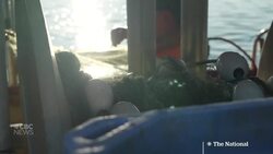 Sockeye salmon return to Fraser River in numbers not seen in decades News Clip