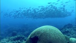 Engineers are 'schooling' themselves on fish maneuvers - Science Nation Instructional Video