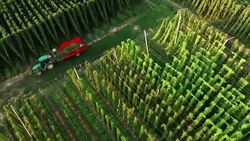 Tractor making a turn, to harvest another line of hops field Stock Footage