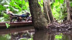 CLEAN : One of Benin's last swamp forests on the chopping block News Clip