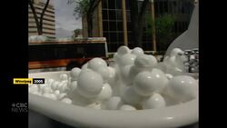 These old bears are sporting shiny new coats News Clip