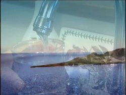 What Is the Water Cycle?: Video Review Instructional Video