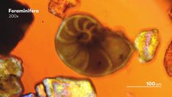 Foraminifera: Hard on The Outside, Squishy on the Inside Instructional Video