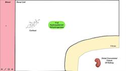 Dysregulation of Cortisol and Aldosterone | Black Licorice and Associated Health Effects Instructional Video