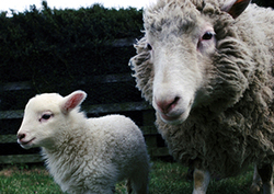 Dolly the Sheep Instructional Video