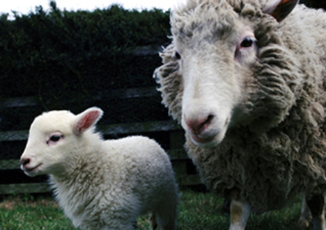 Dolly the Sheep