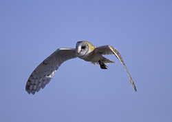 Factpack: Super Prey Instructional Video