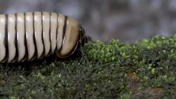 A Pill Millipede moving over a mossy rock surface Stock Footage