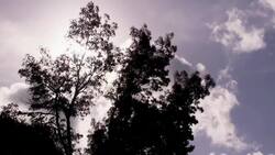 How to Know If You Can Grow an October Glory Maple Tree Instructional Video