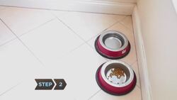 How to Stop Your Dog from Begging at the Table Instructional Video