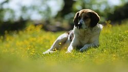 Shepherd dog relaxing and watching over herd on pasture in Caucasian mountains Stock Footage