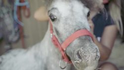 Bumble: The Smallest Horse with a Big Heart Instructional Video