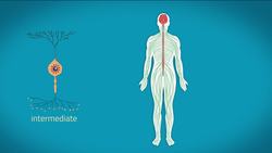 What are Nerve Cells, Neurons & Synapses? Instructional Video