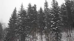 Snow Storm in woodlands - SLOW MOTION Stock Footage