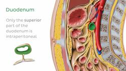 Peritoneal relations Instructional Video