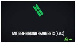 Smaller, Better, Faster, Stronger: the "Antibodies" of the Future | Antibodies Mini-Series Part 3 Instructional Video