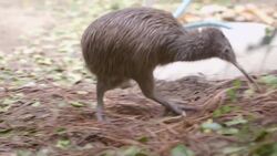 The Unusual Kiwi of New Zealand is a Bird Like No Other Instructional Video