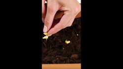 Turn your food into beautiful house plants Instructional Video