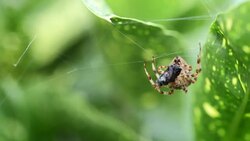Garden Spider Eats Prey Stock Footage