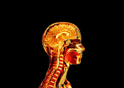 Reflex arc Instructional Video