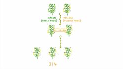 GCSE Biology - Gregor Mendel and the History of Genetics #76 Instructional Video