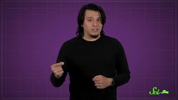 The Insect Nothing Messes With: Meet the Velvet Ant Instructional Video