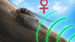 Brood X: ‘Trillions’ of cicadas to emerge after 17 years Instructional Video