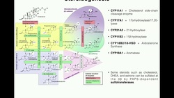 Steroidogenesis | The Biosynthesis of Steroids from Cholesterol Instructional Video