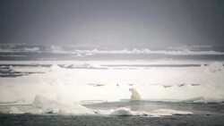 Bears: Anatomy, Behavior, and Adaptations Instructional Video