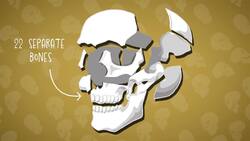 I WONDER - How Many Bones Are In The Skull? Instructional Video