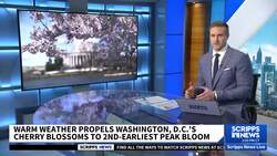 Cherry blossoms in DC hit peak bloom as dark cloud of removal looms News Clip