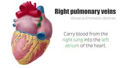 Pulmonary veins Instructional Video