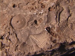 Explorando fósiles: fosiles Instructional Video